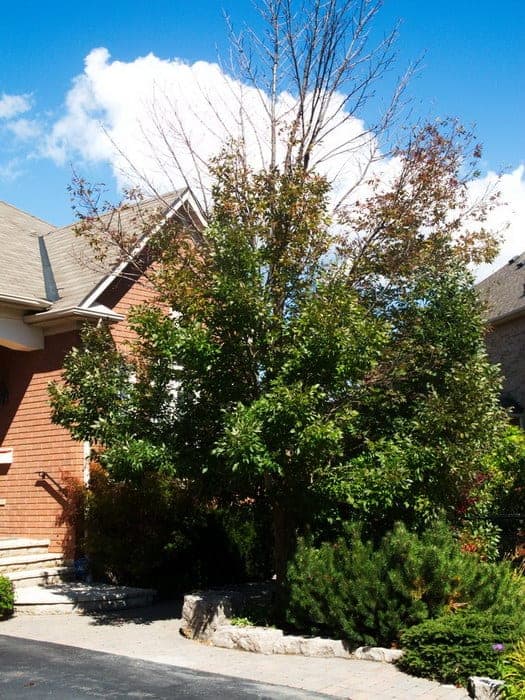 A dying tree is a sad sight