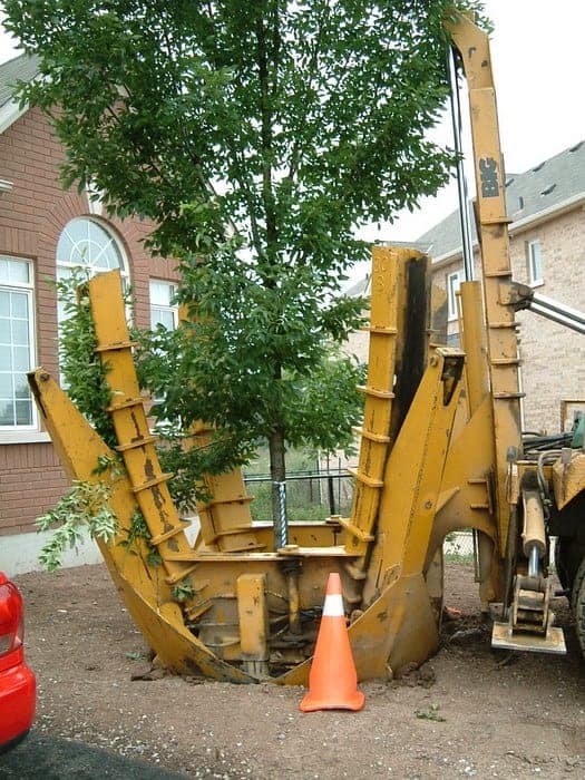 Tree's birthday July 2003