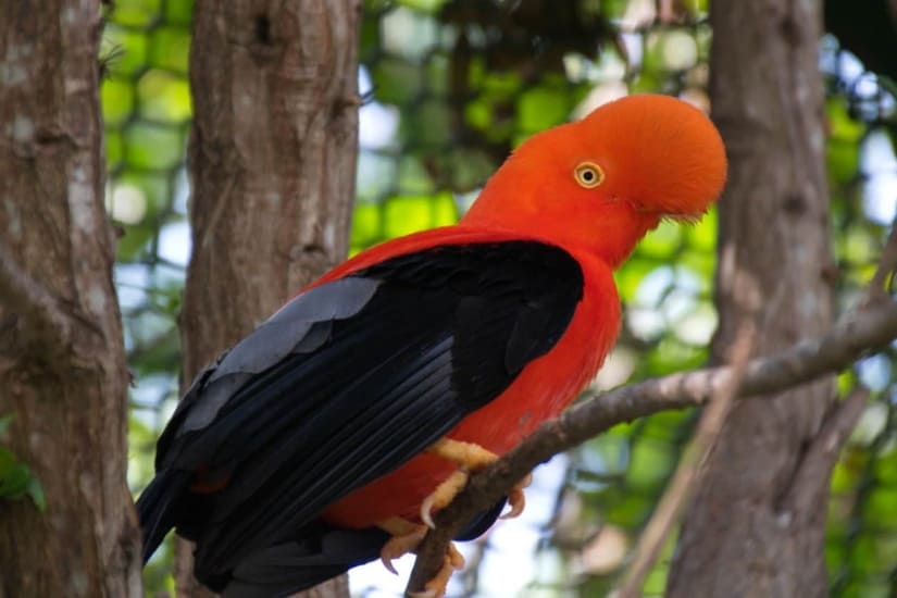 Male Andean cock-of-the-rock